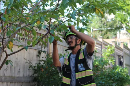 man pruning a plant